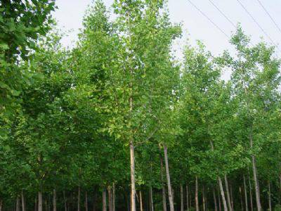 【15公分銀杏樹(shù)多少錢(qián)-湖南銀杏樹(shù)多少錢(qián)-云開(kāi)苗木圖片】15公分銀杏樹(shù)多少錢(qián)-湖南銀杏樹(shù)多少錢(qián)-云開(kāi)苗木圖片大全