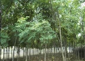 供應臭椿樹苗-山東臭椿樹苗最新報價?春雨苗木基地_農副產品