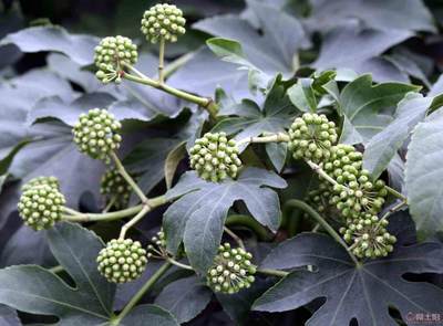 【農(nóng)戶銷售優(yōu)質(zhì)八角金盤、現(xiàn)挖現(xiàn)賣】綠化苗木,價格,廠家,供應(yīng)商,花木,龍海市東泗興輝園藝場 - 產(chǎn)品庫