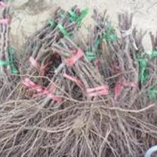 供應(yīng)【盧龍明杰葡萄苗木巨峰葡萄苗批發(fā)】葡萄苗木廠家圖片_高清圖_細節(jié)圖-盧龍縣明杰葡萄樹苗種植場 -