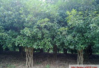 【大量桂花樹直徑15公分,價(jià)格優(yōu)惠!】價(jià)格_廠家_圖片 -
