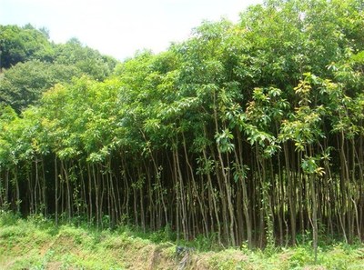 元寶楓苗木直賣-億森-元寶楓苗木直賣億森