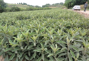 批發(fā)供應(yīng)優(yōu)質(zhì)大五星枇杷苗.早鐘6號批杷苗價(jià)格 廠家 圖片