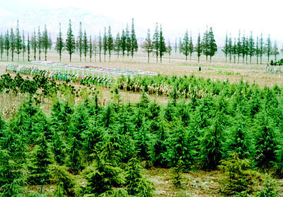 即墨鰲山衛(wèi)鎮(zhèn)秋冬時節(jié)大面積種植雪松、蜀檜等苗木,加速了公路沿線綠化進(jìn)程。本報記者攝影報道(圖)