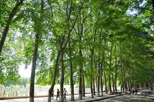 未來(lái)最有市場(chǎng)的十大綠化苗木品種分析