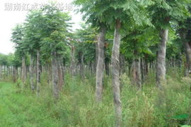 湖南欒樹(shù) 欒樹(shù)小苗 欒樹(shù)價(jià)格 移栽15公分欒樹(shù)