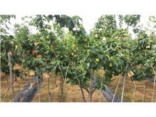 溫江鈞滔園林苗圃產(chǎn)品展示