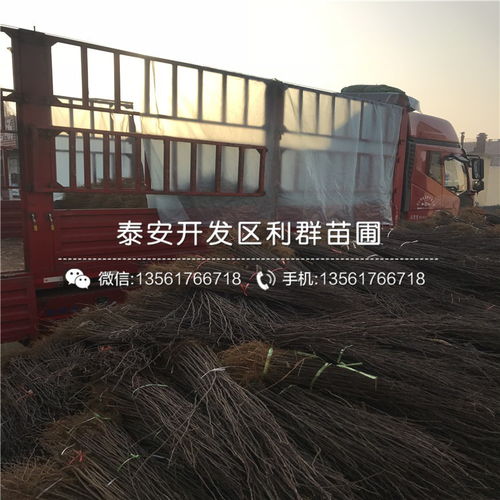 花椒樹(shù)苗哪里有賣 花椒樹(shù)苗多少錢一棵