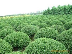 供應(yīng)綠化苗木球類 小葉女貞球 灑金柏 紅葉石楠球 苗木