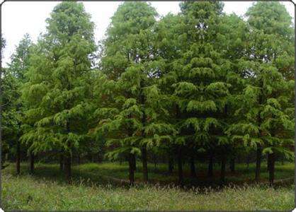 懷化苗木基地里面的苗木數(shù)量是什么樣的