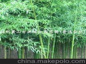 園林剛竹供應商,價格,園林剛竹批發市場 