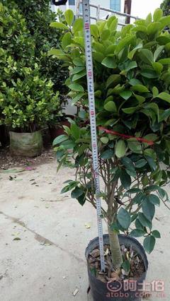 【球形含笑袋苗銷售、基地直銷、農戶種植】綠化苗木,價格,廠家,供應商,花木,龍海市東泗興輝園藝場 - 產品庫