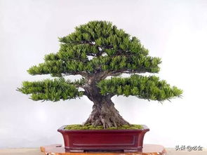 高端苗木 苗木中的 精品 ,市場(chǎng)未來的 主角