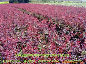 沭陽縣新河鎮(zhèn)周圈村西南花卉苗木園藝場(chǎng) 灌木產(chǎn)品列表