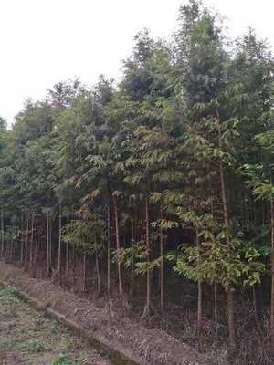 4公分水杉價(jià)格 水杉基地批發(fā)