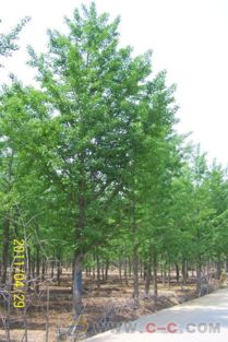 小區(qū)綠化苗木,山東綠化苗木,櫻花 梧桐等綠化苗木,