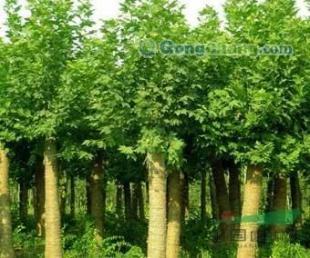 供應(yīng)青州歐楓苗木大量出售北京欒,大量庫(kù)存可優(yōu)惠!_農(nóng)副產(chǎn)品_世界工廠網(wǎng)中國(guó)產(chǎn)品信息庫(kù)