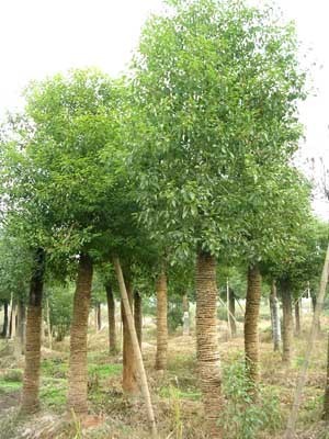 香樟-金華市建春綠化苗木場(chǎng)(產(chǎn)品圖片)-產(chǎn)品庫(kù)-中國(guó)花木網(wǎng)