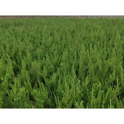 工程用綠化苗木 小區(qū)用綠化苗木培育基地價(jià)格