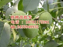 核桃 批發(fā)供應(yīng)信息 核桃 批發(fā)批發(fā) 核桃 批發(fā)價(jià)格 找核桃 批發(fā)產(chǎn)品上