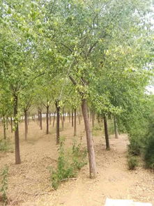 苗木及配套設施拍賣公告