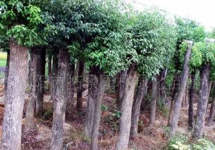 瀏陽市拓景園林綠化苗圃供應綠化苗木供應香樟_農副產品_世界工廠網中國產品信息庫