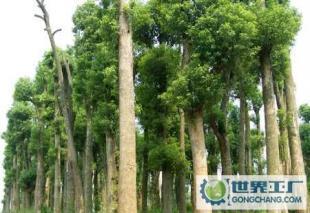 綠化苗木10-60公分再生香樟_農副產品_世界工廠網中國產品信息庫