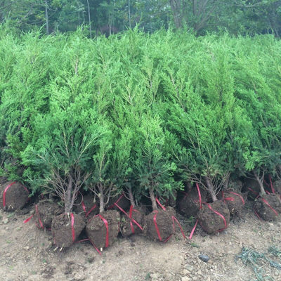 四季青墓地松 掃墓樹(shù)苗松樹(shù)苗松柏側(cè)柏檜柏柏樹(shù)蜀檜塔柏苗1.50米