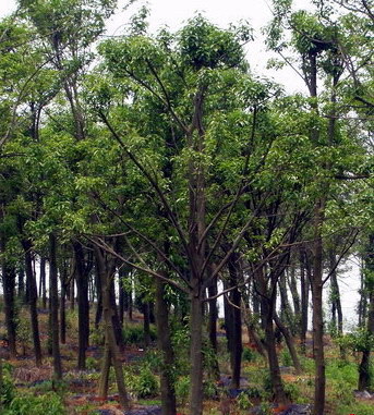 【紅果冬青供應(yīng)|經(jīng)營(yíng)綠化苗木,承接綠化工程&hellip;蕭山寧圍苗木直銷(xiāo)商鋪