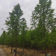 【鹽城水杉樹(shù)價(jià)格圖片】鹽城水杉樹(shù)價(jià)格 - 蘇杉苗木