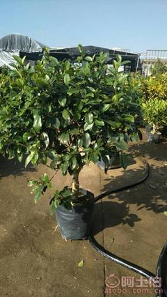 【球形含笑袋苗銷售、基地直銷、農(nóng)戶種植】綠化苗木,價(jià)格,廠家,供應(yīng)商,花木,龍海市東泗興輝園藝場(chǎng) - 產(chǎn)品庫