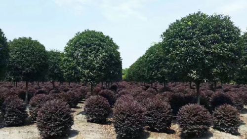 花卉苗木批發(fā)找哪家