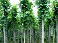 綠地家庭農(nóng)場專業(yè)供應(yīng)高端有品質(zhì)的苗木價(jià)格產(chǎn)品及服務(wù),