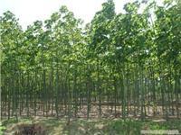 找上海苗木-上海苗木批發(fā)-上海苗木價(jià)格-上海苗木基地的上海紅葉李苗木供應(yīng)-上海紅葉李苗木供應(yīng)、上海紅葉李苗木供應(yīng)價(jià)格、上海紅葉李苗木供應(yīng)網(wǎng)價(jià)格、圖片、詳情,上一比多_一比多產(chǎn)品庫