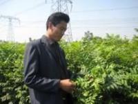 供應北集坡苗木 北集坡果樹苗 北集坡綠化苗 北集坡果樹綠化苗_農副產品_世界工廠網中國產品信息庫