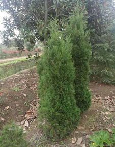 恭喜南京博樂園林場入駐苗木通平臺 致力于優質綠化苗木