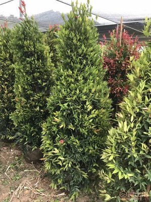 【江西綠化苗木袋苗紅車、農戶種植】綠化苗木,價格,廠家,供應商,花木,龍海市東泗興輝園藝場 - 產品庫