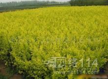 鎮江其他種子、種苗批發_鎮江其他種子、種苗供應_其他種子、種苗鎮江廠家_ - 