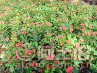 【泉州室內綠化盆栽虎刺梅、質優價廉】綠化苗木,價格,廠家,供應商,花木,龍海市東泗興輝園藝場 - 產品庫