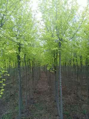 黑龍江大慶包頭沈陽長春通化四平佳木斯紫葉稠李山桃稠李*金葉榆_東北苗木花卉合作社_商國互聯網