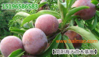 李子苗的適應(yīng)環(huán)境,李子苗的產(chǎn)量及果實特征,李子苗的適應(yīng)環(huán)境,李子苗的產(chǎn)量及果實特征生產(chǎn)廠家,李子苗的適應(yīng)環(huán)境,李子苗的產(chǎn)量及果實特征價格