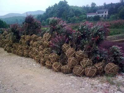 紅花繼木-紅花繼木產(chǎn)品圖片-紅花繼木價格信息|湖南省益陽市永隆苗木基地供應(yīng)商|湖南花木網(wǎng)提供