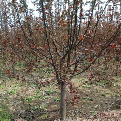 【誠信經(jīng)營海棠苗廠家木瓜海棠的價格】泰安高新區(qū)旺運苗木中心 - 產(chǎn)品庫