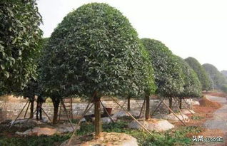 反季節苗木種植技術在園林綠化施工中的應用