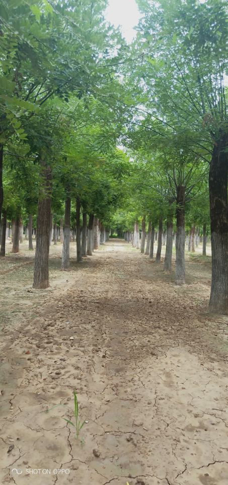 21公分白蠟博冉苗木誠信服務 專業苗木供應，品質保證