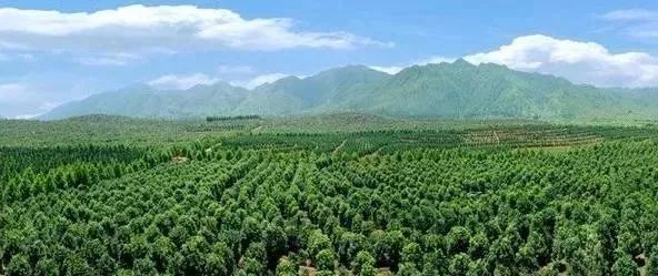 苗木產業的未來發展，必須點亮這四盞燈！