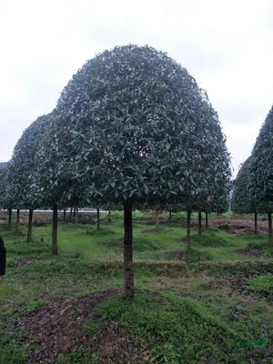 廣西常清桂花銀杏苗木基地 培育自然之美，打造綠色寶庫