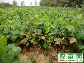 探索果樹苗的世界 從廠商選擇到優質資源獲取指南