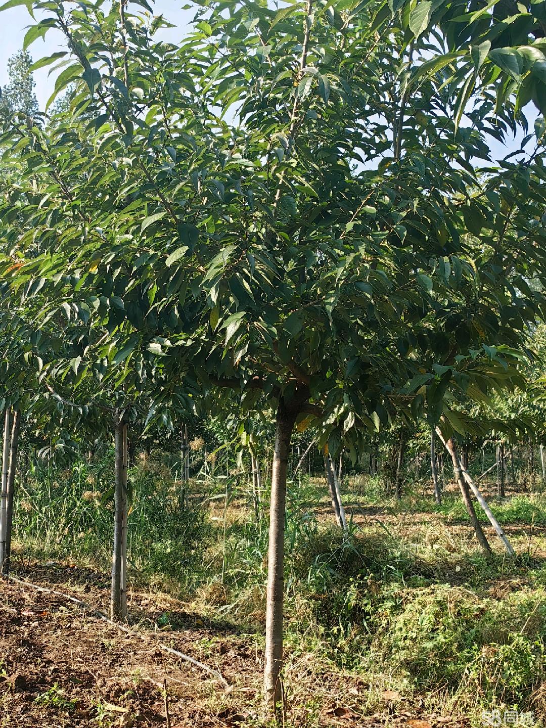 棗莊58同城 高效便捷的苗木交易平臺，助力綠色產業發展