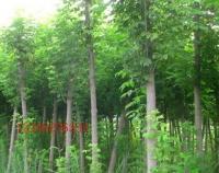 復葉槭 觀賞、綠化的優良樹種全解析